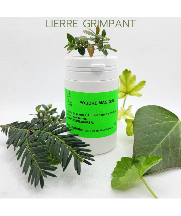 LIERRE GRIMPANT - Poudre...